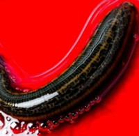 Zvířata, co (nám) pijí krev. Jak pijavky, blechy či komáři zasáhli do dějin?